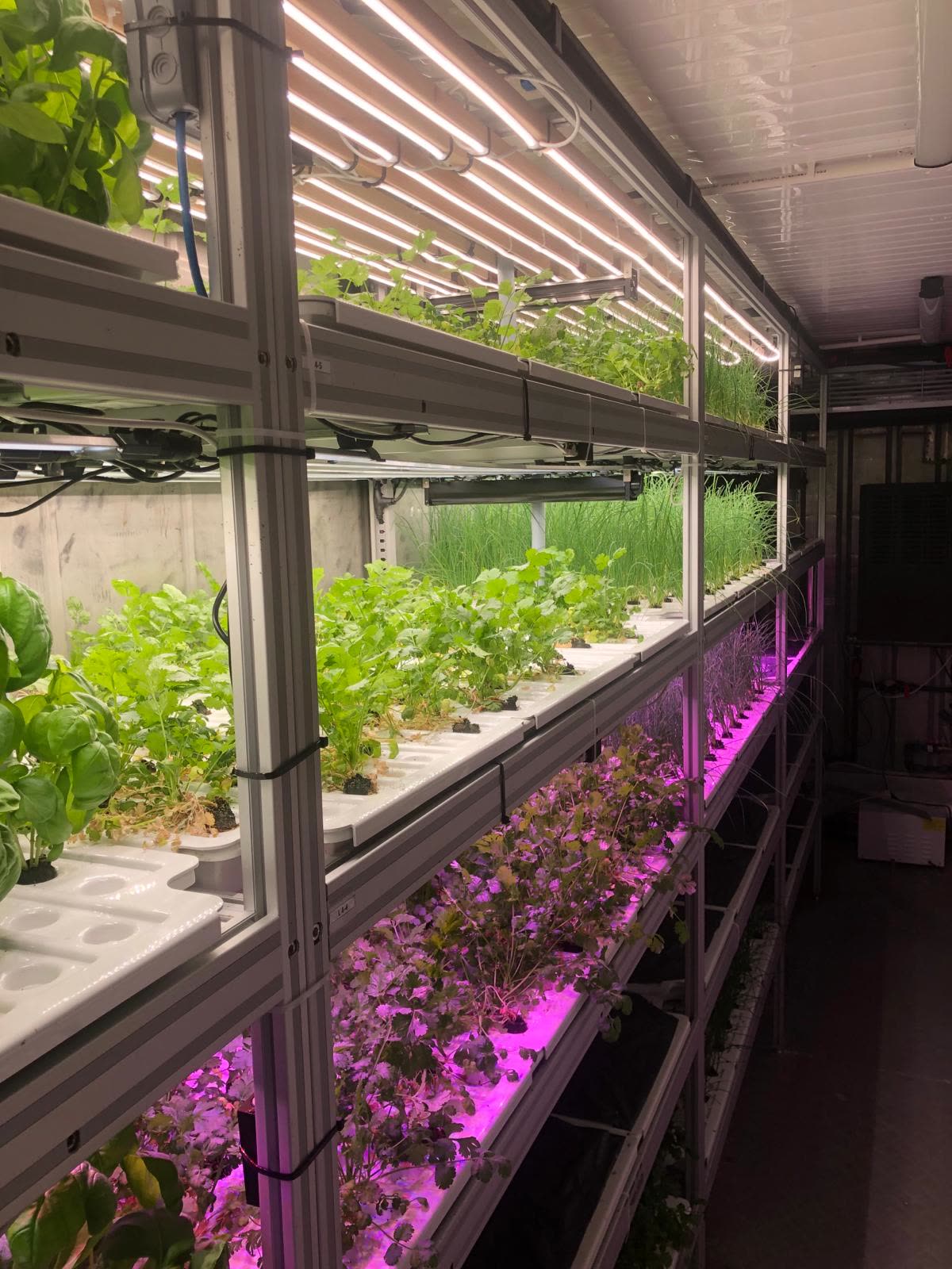 Stacked growing tiers lit with industry-standard white light above and magenta grow light below