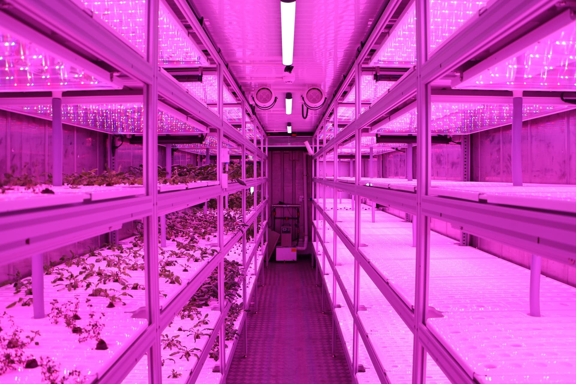 Growing aisle with plants on the left tiers and empty trays on the right